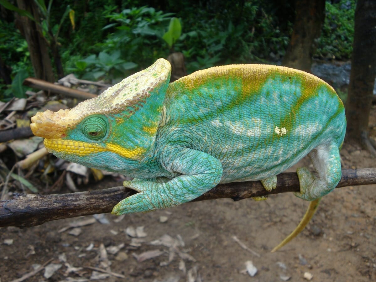 Madagaskar_Chamaeleon_Klueger_Reisen