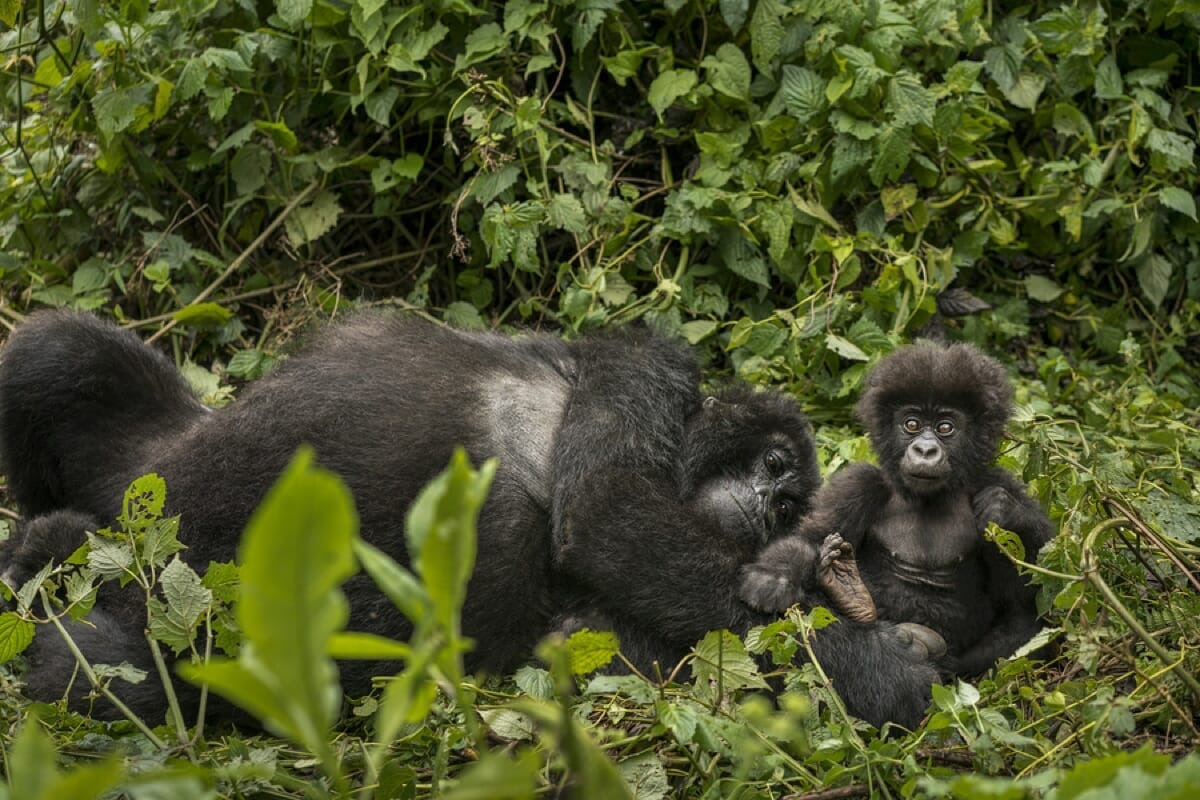 Ruanda_Gorilla_Trekking_Klueger_Reisen Ruanda_Gorilla_Trekking_Klueger_Reisen