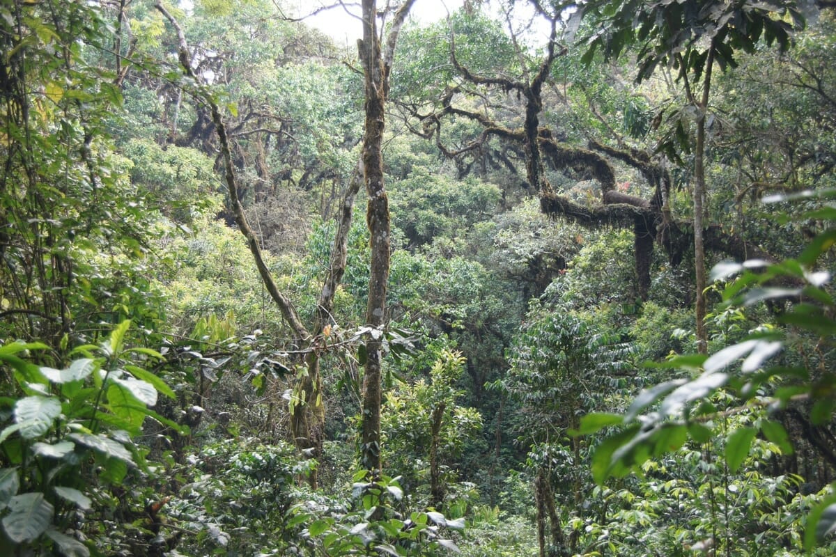 Ruanda_Nyungwe_Forest_Schimpansen_Trekking_Klueger_Reisen Ruanda_Nyungwe_Forest_Schimpansen_Trekking_Klueger_Reisen