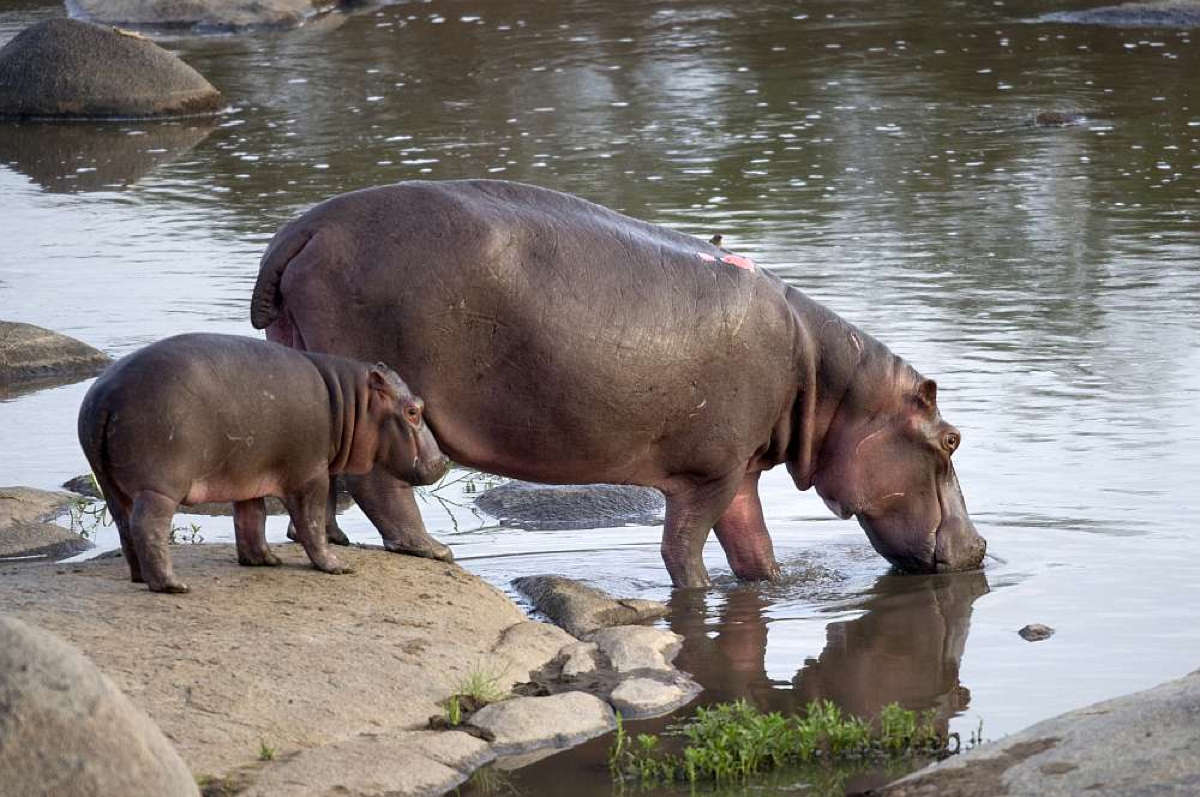 Tansania_Safari_Hippos_Klueger_Reisen Tansania_Safari_Hippos_Klueger_Reisen