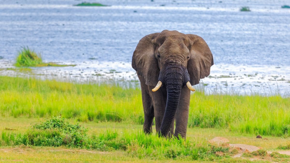 Uganda_Murchison_Falls_Elefant_Klueger_Reiseni Uganda_Murchison_Falls_Elefant_Klueger_Reisen