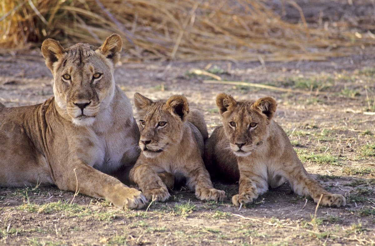 Tansania_Serengeti_Loewen_Klueger_Reisen