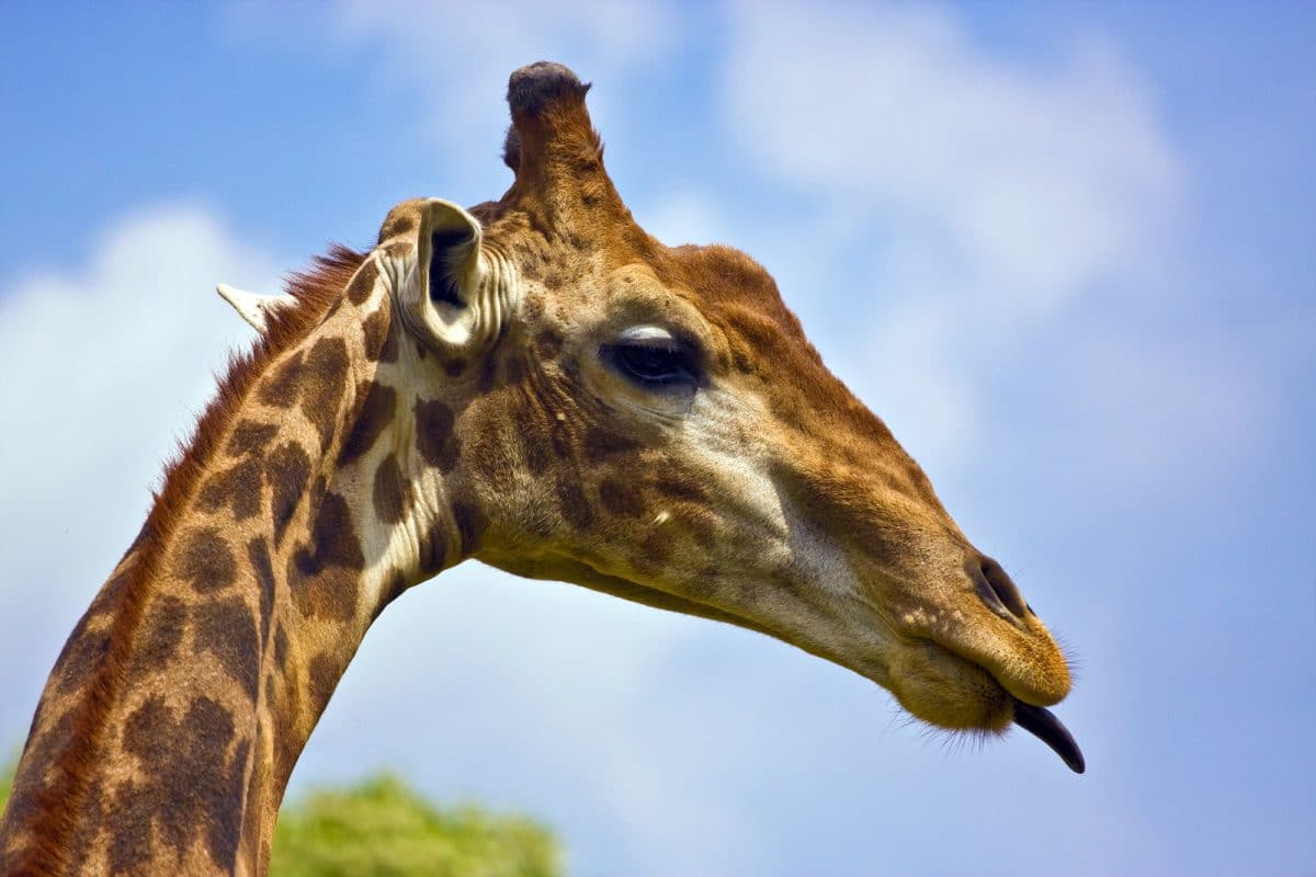 Ruaha mit Klüger Reisen