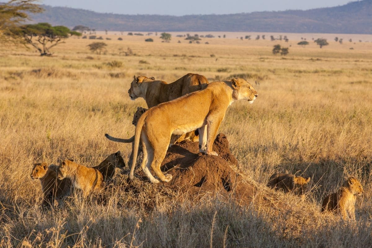 tansania_serengeti_safari_klueger_reisen tansania_serengeti_safari_klueger_reisen