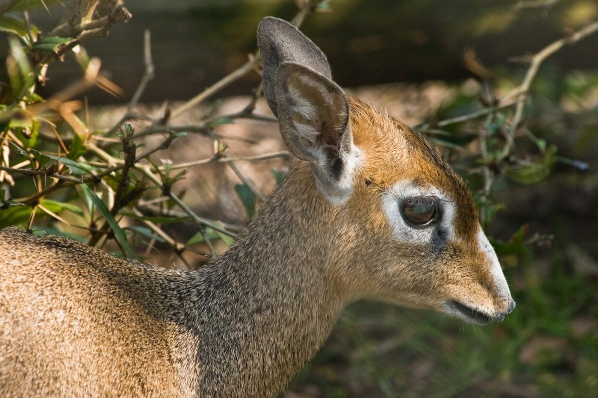 Tansania_Safari_Klueger_Reisen_Dik_Dik Tansania_Safari_Klueger_Reisen_Dik_Dik