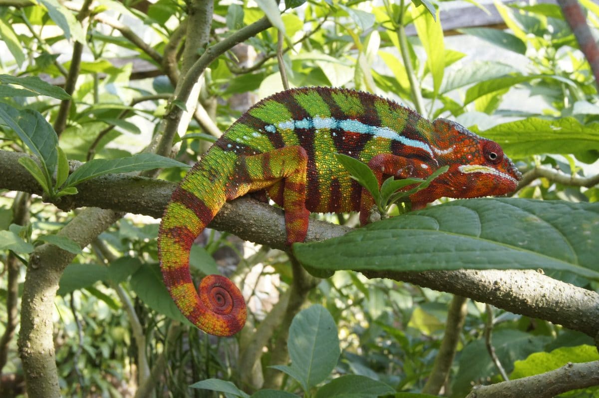 Madagaskar_Klaus Heimer und Klueger Reisen