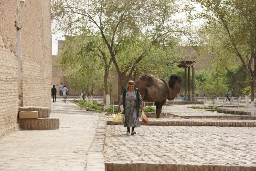 Usbekistan_Chiwa_Kamel_Klueger_Reisen Usbekistan_Chiwa_Kamel_Klueger_Reisen