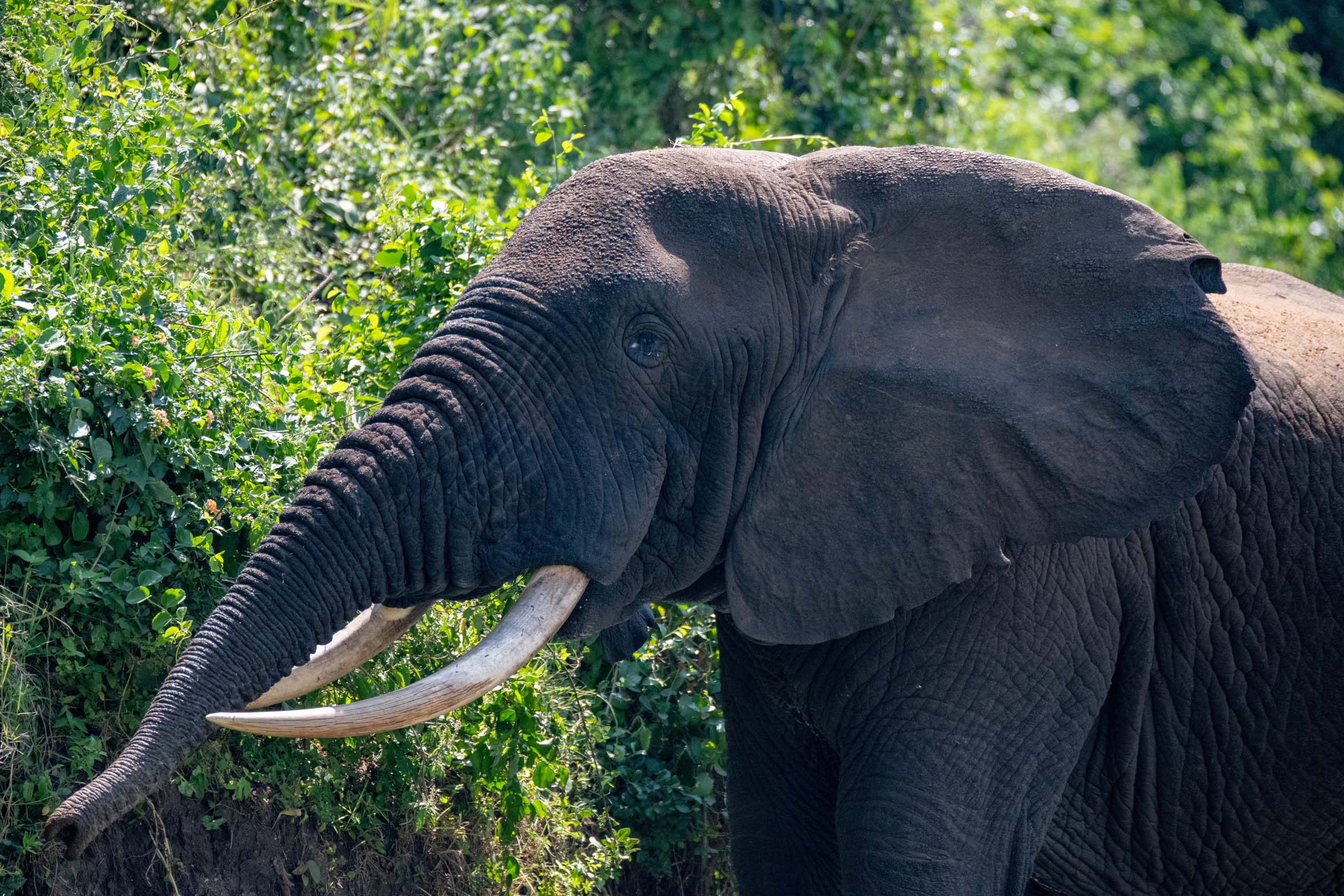 Uganda_Elefant_Murchinson_Falls_Klueger_Reisen Uganda_Elefant_Murchinson_Falls_Klueger_Reisen