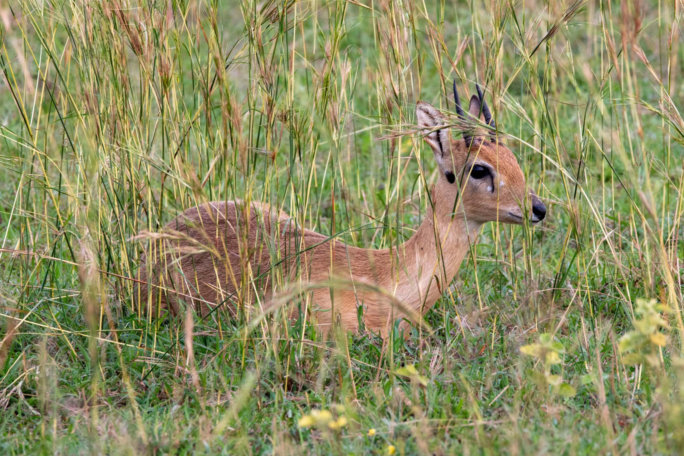 Uganda_Dikdik_Klueger_Reisen Uganda_Dikdik_Klueger_Reisen