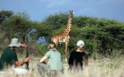 Tansania_Walking_Safari_Klueger_Reisen