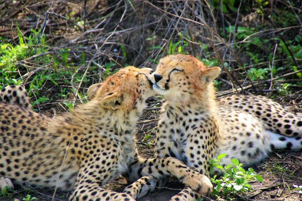 Tansania_Dustin_Safari_Geparden_I_Klueger_Reisen Tansania_Dustin_Safari_Geparden_I_Klueger_Reisen