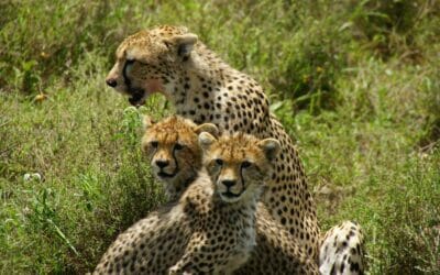 Tansania_Dustin_Safari_Geparden_Klueger_Reisen