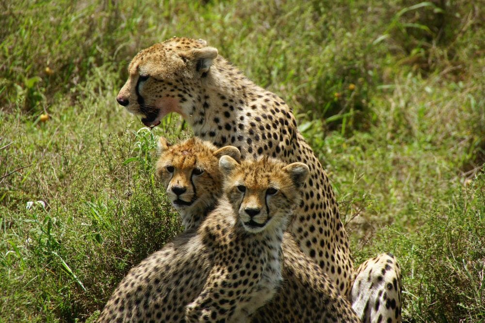 Tansania_Dustin_Safari_Geparden_Klueger_Reisen