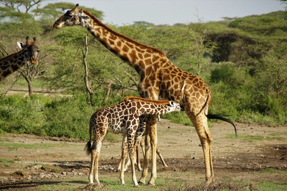 Tansania_Dustin_Safari_Giraffe_I_Klueger_Reisen. Tansania_Dustin_Safari_Giraffe_I_Klueger_Reisen.