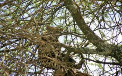 Tansania_Dustin_Safari_Leopard_I_Klueger_Reisen