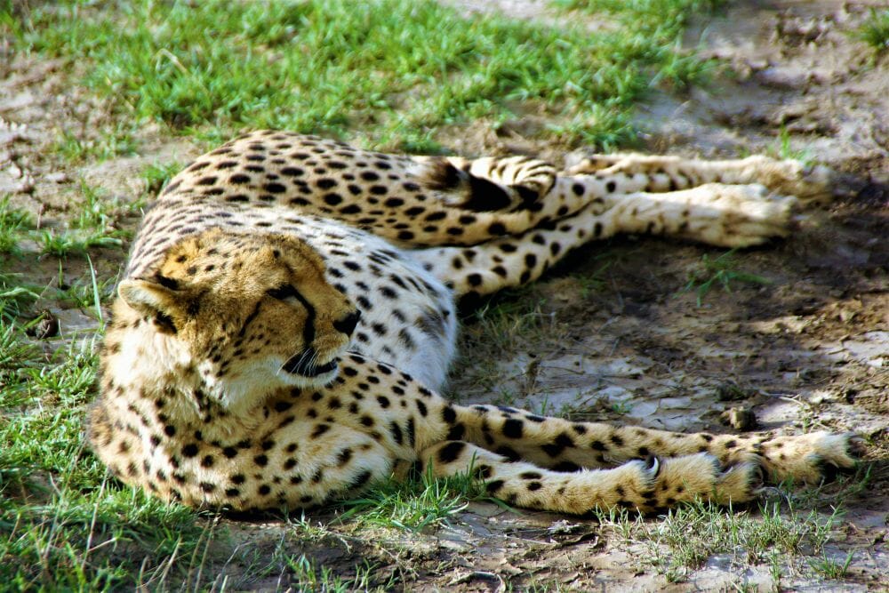 Tansania_Dustin_Safari_Gepard_VI_Klueger_Reisen Tansania_Dustin_Safari_Gepard_VI_Klueger_Reisen