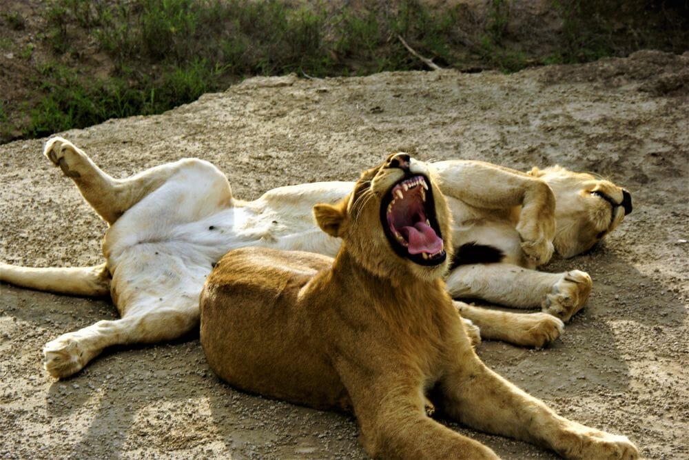 Tansania_Dustin_Safari_Loewe_II_Klueger_Reisen