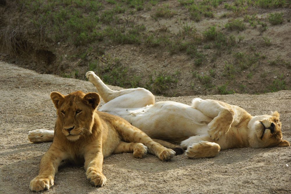 Tansania_Dustin_Safari_Loewe_I_Klueger_Reisen. Tansania_Dustin_Safari_Loewe_I_Klueger_Reisen.