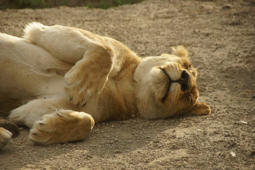 Tansania_Dustin_Safari_Loewe_Klueger_Reisen