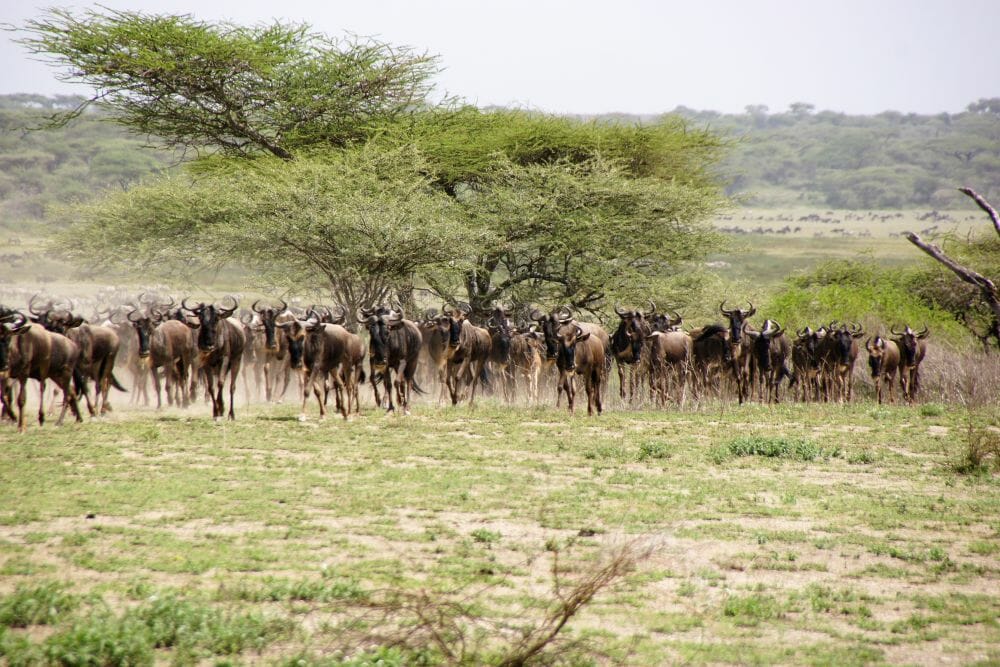 Tansania_Dustin_Safari_Migration_I_Klueger_Reisen