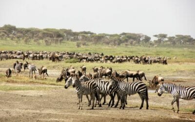Tansania_Dustin_Safari_Migration_Klueger_Reisen