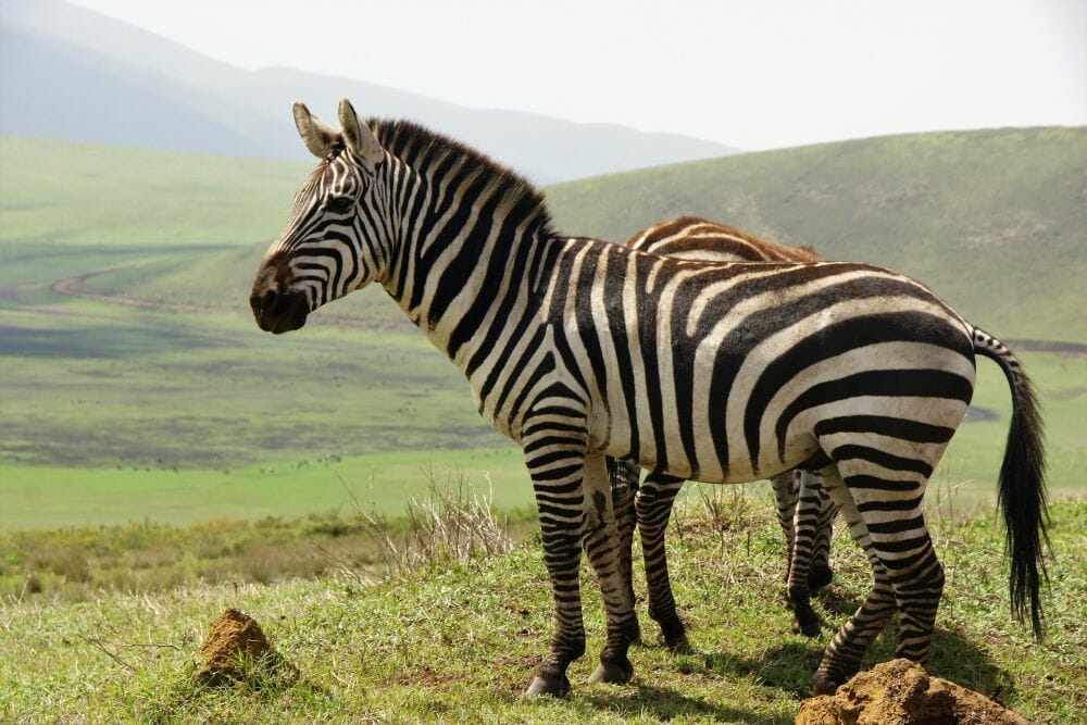 Tansania_Dustin_Safari_Zebra_Ngorongoro_Klueger_Reisen Tansania_Dustin_Safari_Zebra_Ngorongoro_Klueger_Reisen