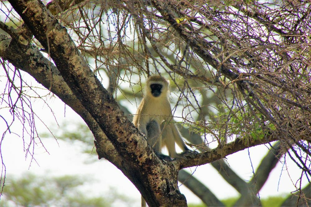 Tansania_Dustin_Walking_Safari_V_Klueger_Reisen. Tansania_Dustin_Walking_Safari_V_Klueger_Reisen.