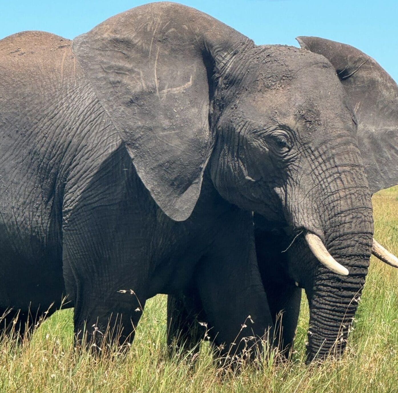 Tansania_Fly_In_von_Sansibar_Serengeti_Klueger_Reisen_Elefanten