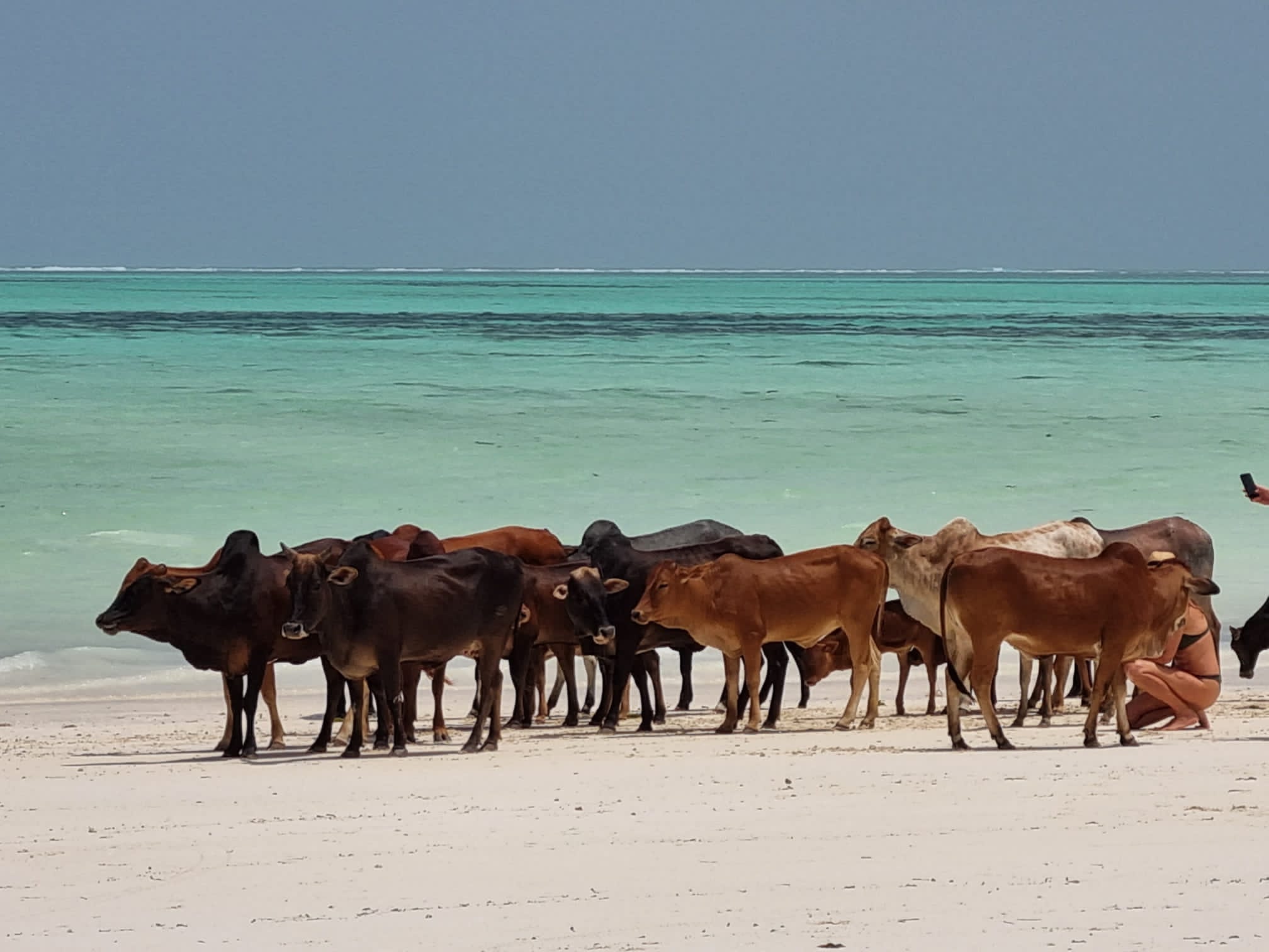 Tansania_Fly_In_von_Sansibar_Serengeti_Klueger_Reisengeti_von_Sansibar_Sansibar Tansania_Sansibar_Paje_Beach_Klueger_Reisen