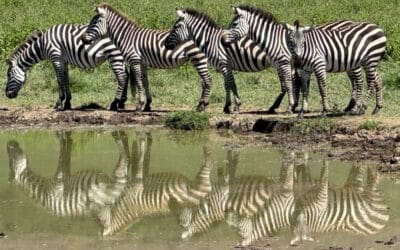 Tansania_Kurzsafari_Ngorongor_Krater_Klueger_Reisen