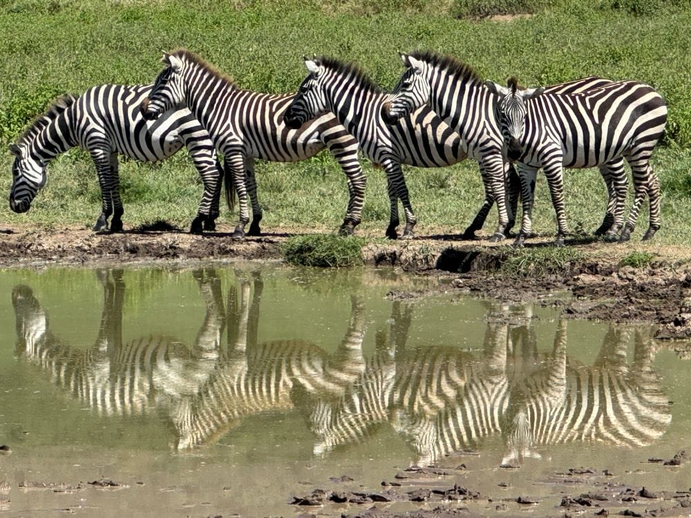 Tansania_Kurzsafari_Ngorongor_Krater_Klueger_Reisen