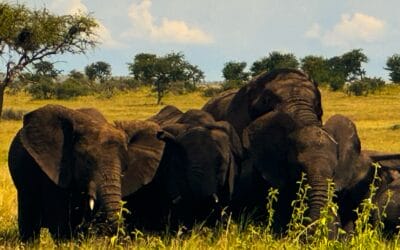 Tansania_Kurzsafari_von_Sansibar_Klueger_Reisen