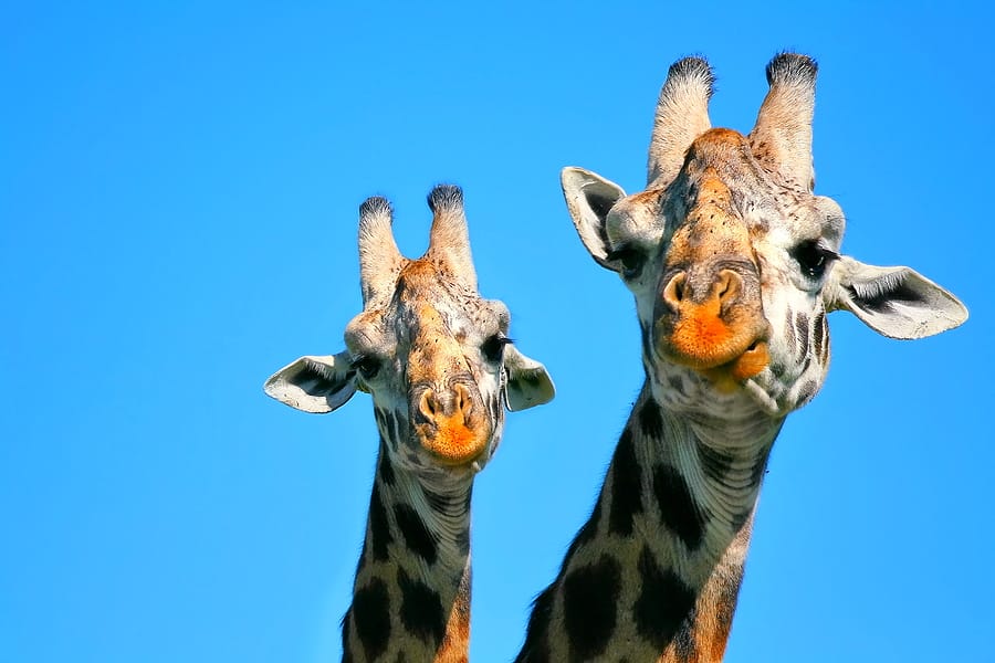 Kenia_Masai_Mara_Fly_In_Klueger_Reisen_Giraffen Kenia_Masai_Mara_Fly_In_Klueger_Reisen_Giraffen