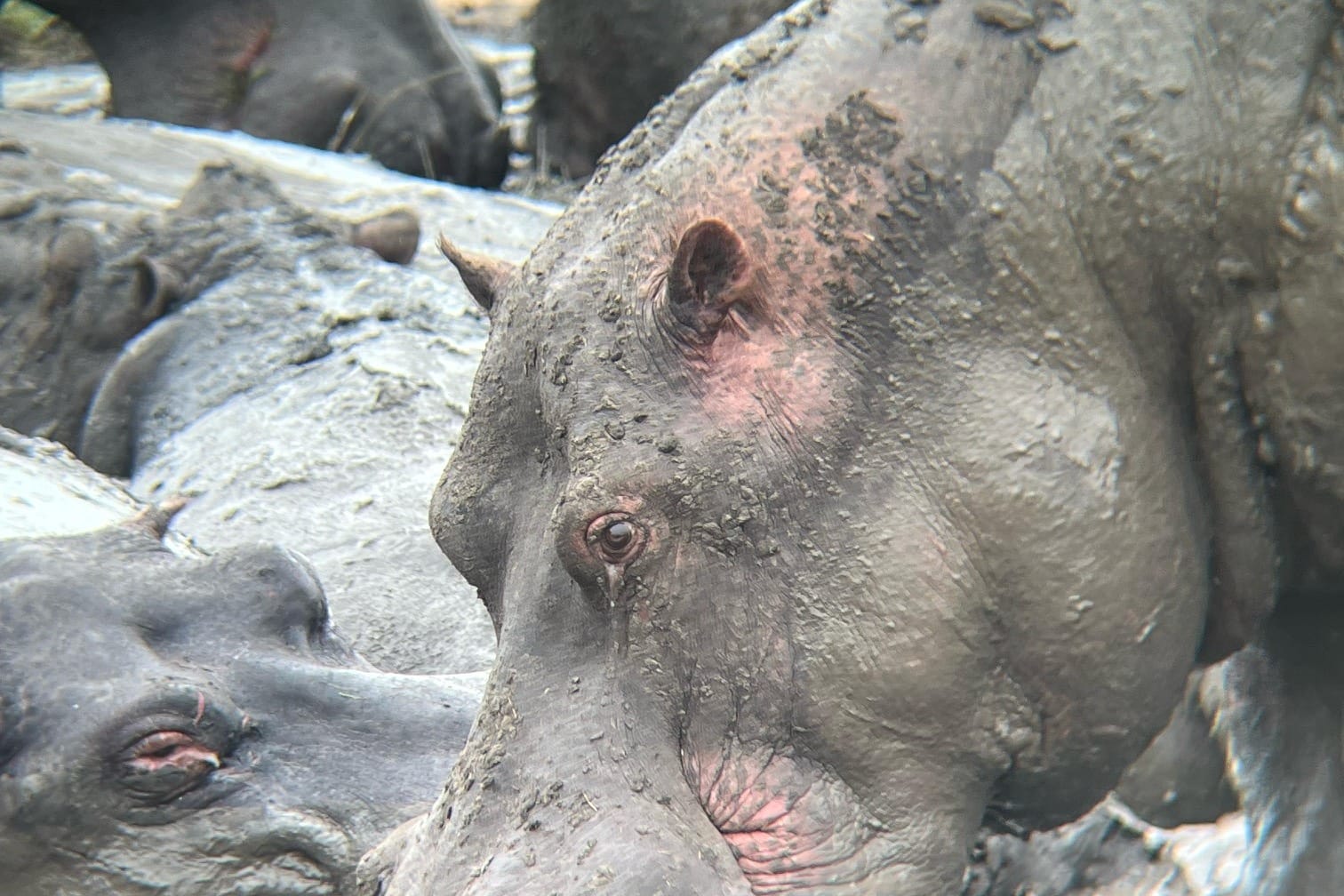 Uganda_Hippo_Klueger_Reisen