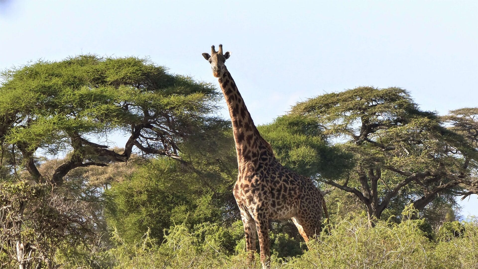 Tansania_Foto 11_Giraffe