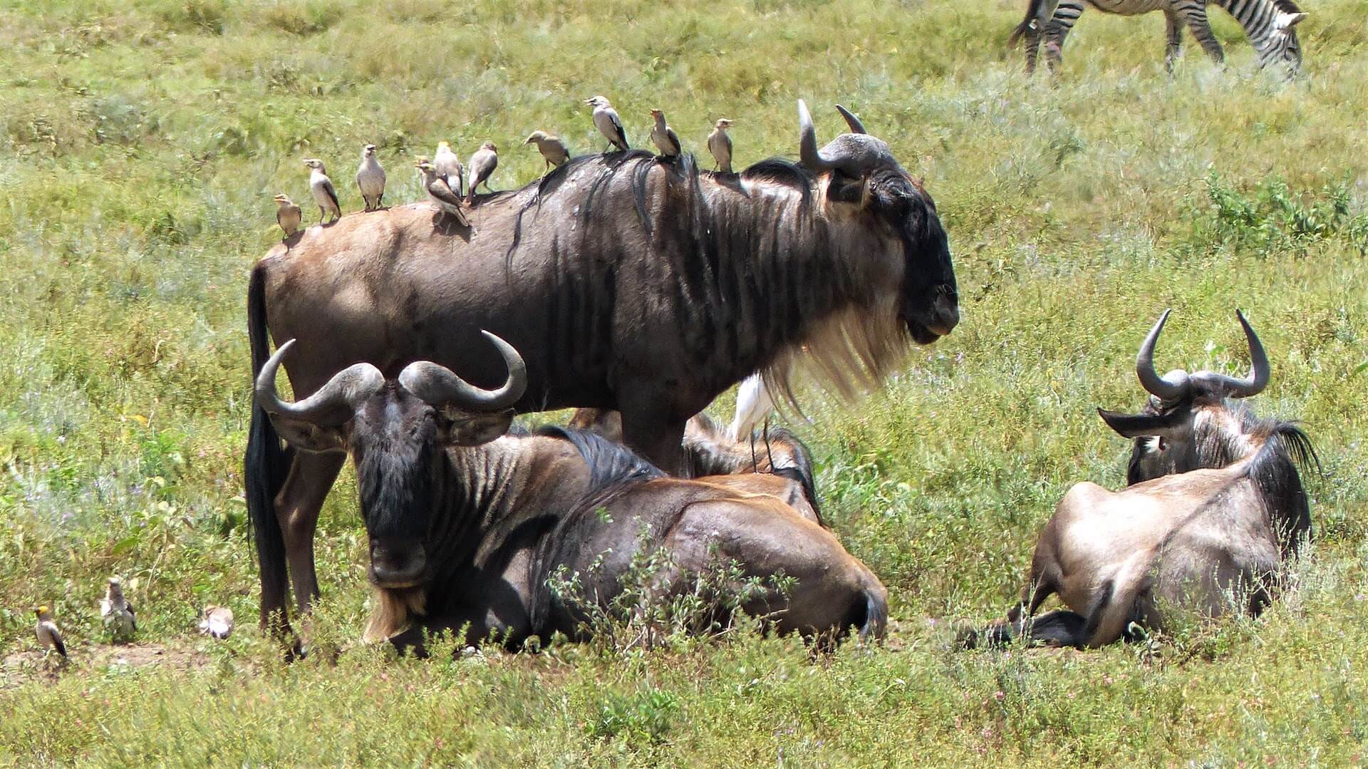 Tansania_Foto 23_vögel auf gnus - c dieter