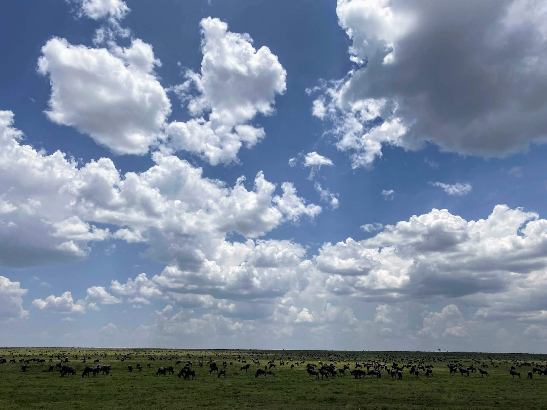 Tansania_Serengeti_Foto 21_Weite