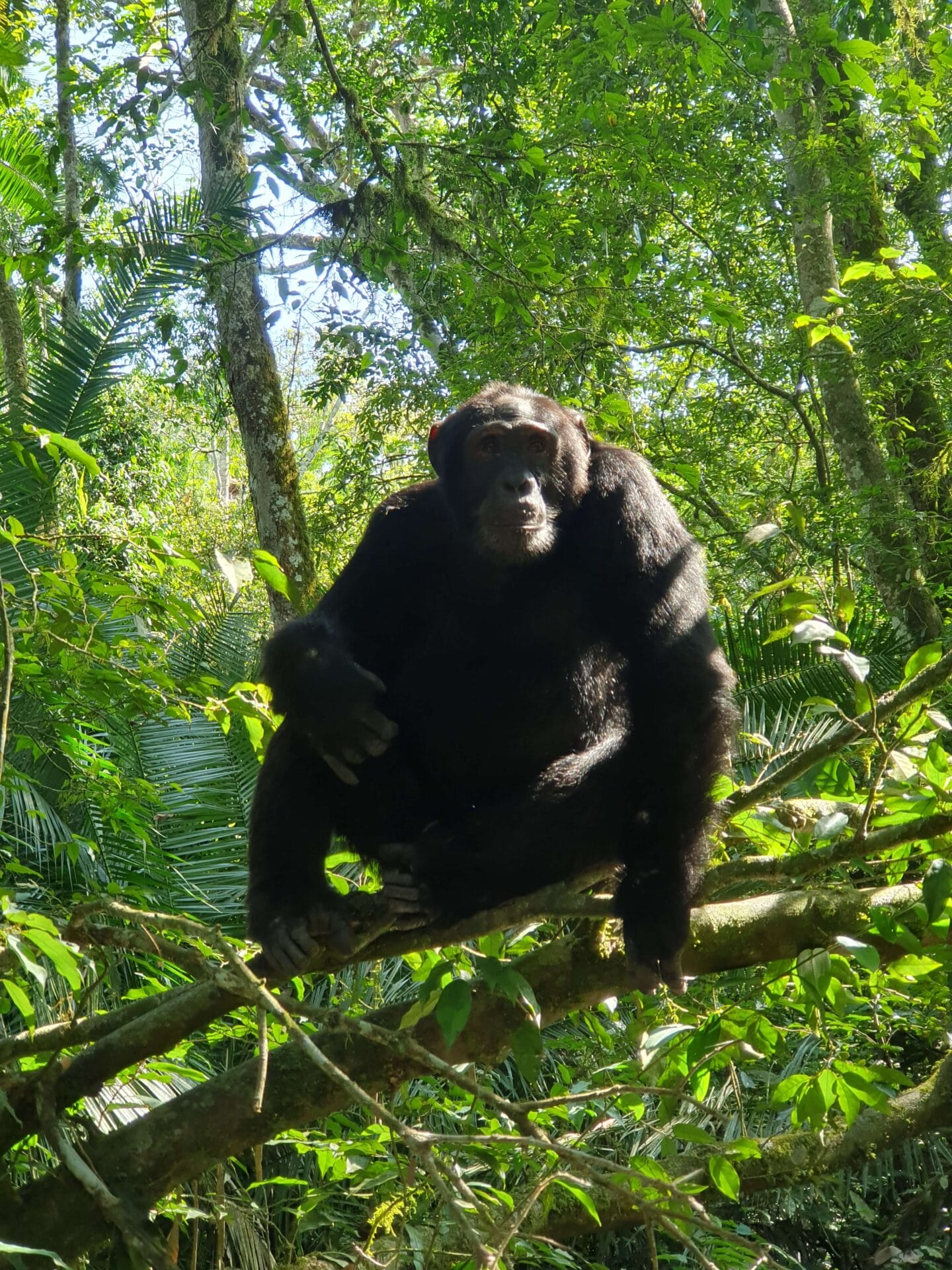 Uganda_Foto 8_Schimanse Option 2